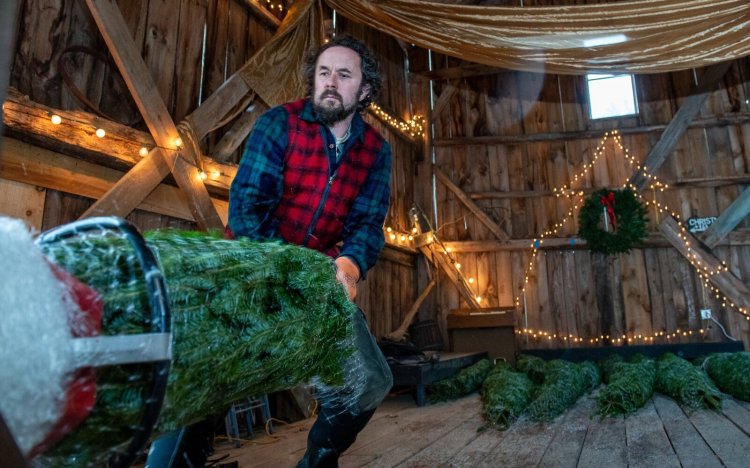 Jonah Fertig-Burd, one of three worker/owners at Celebration Tree Farm & Wellness Center in Durham, pulls a tree through a bailer Thursday morning that is bound for Portland Food Co-op. This will be the last weekend they will be open this year for cutting trees at the farm.