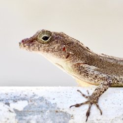 Puerto Rico Lizards